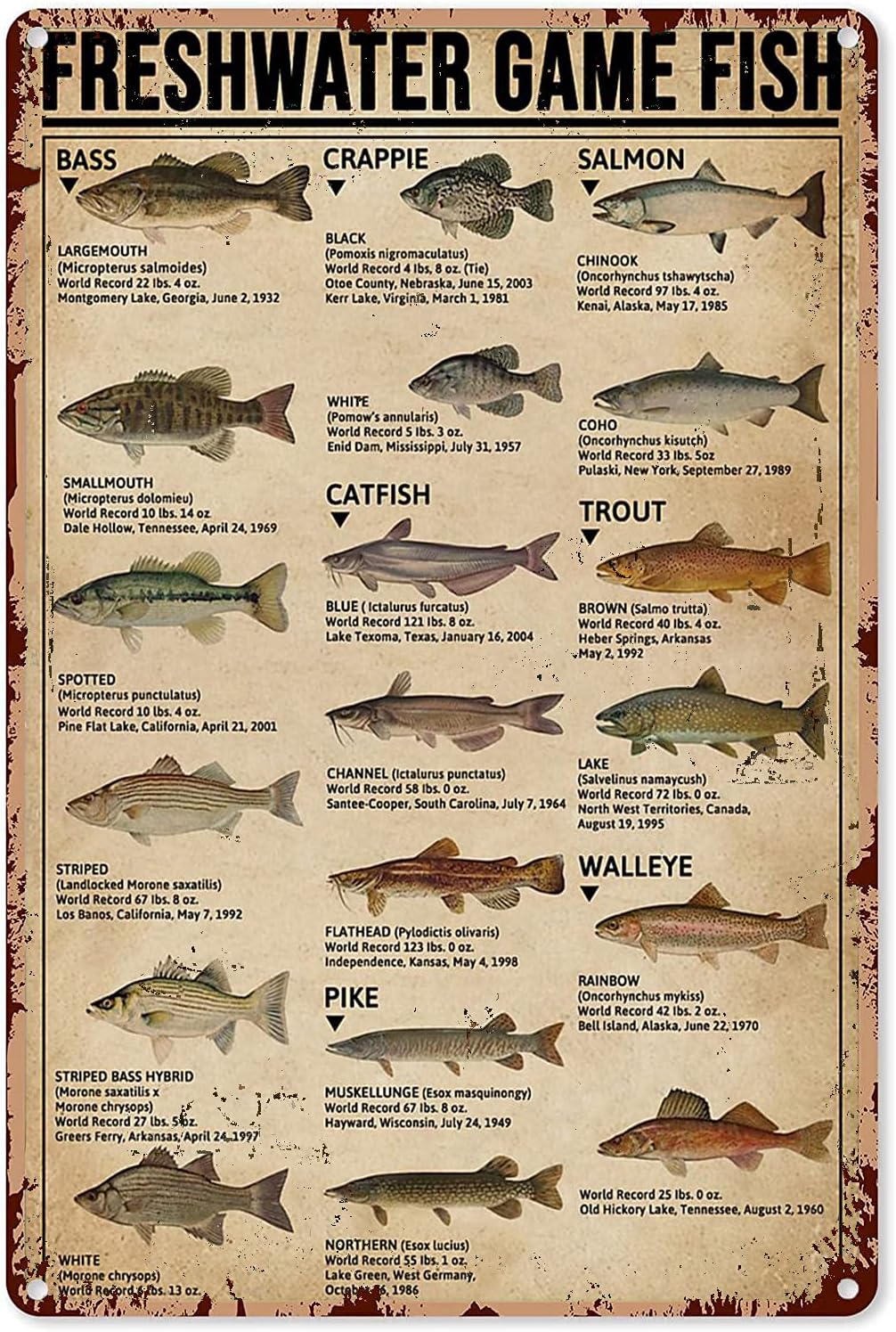 Aquarium Fish Hide - Y1, Balıkçılık Sanatı Posterleri Metal Tabela