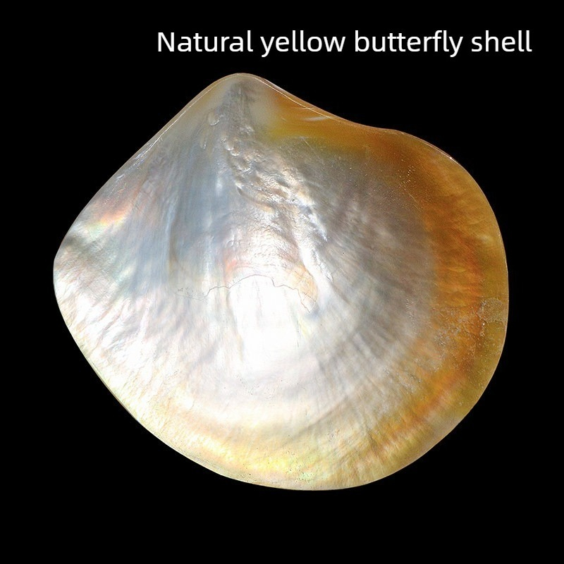 Aquarium Fish Yellow - Doğal Sarı Kelebek Beibei Kabuk Koleksiyonu