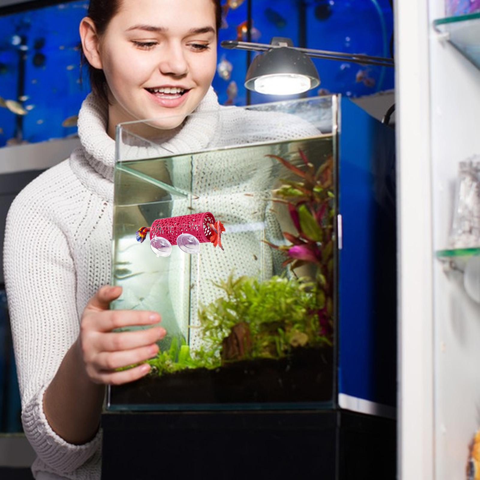 Betta Habitat Dinlenme Barınağ - Aquarium Fish Youtube incelemesi ve fiyatı