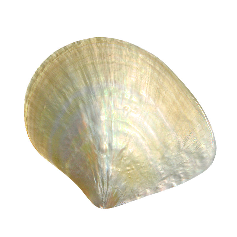 Doğal Sarı Kelebek Beibei Kabu - Aquarium Fish Yellow incelemesi ve fiyatı