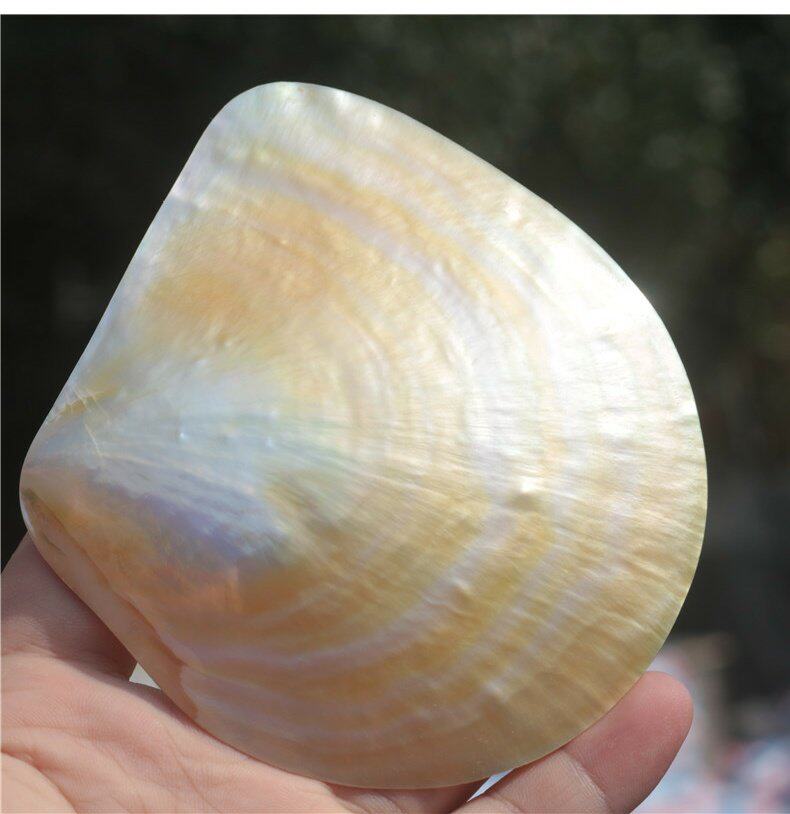 Doğal Sarı Kelebek Beibei Kabu - Aquarium Fish Yellow incelemesi ve fiyatı