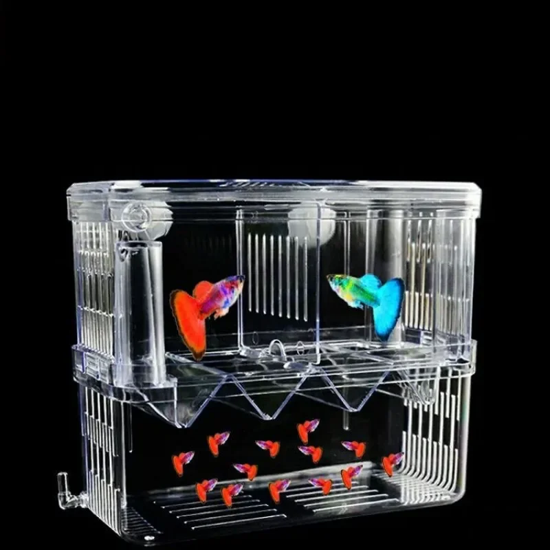 Balık Yetiştiriciliği İzolasyo - Xl Aquarium Fish incelemesi ve fiyatı