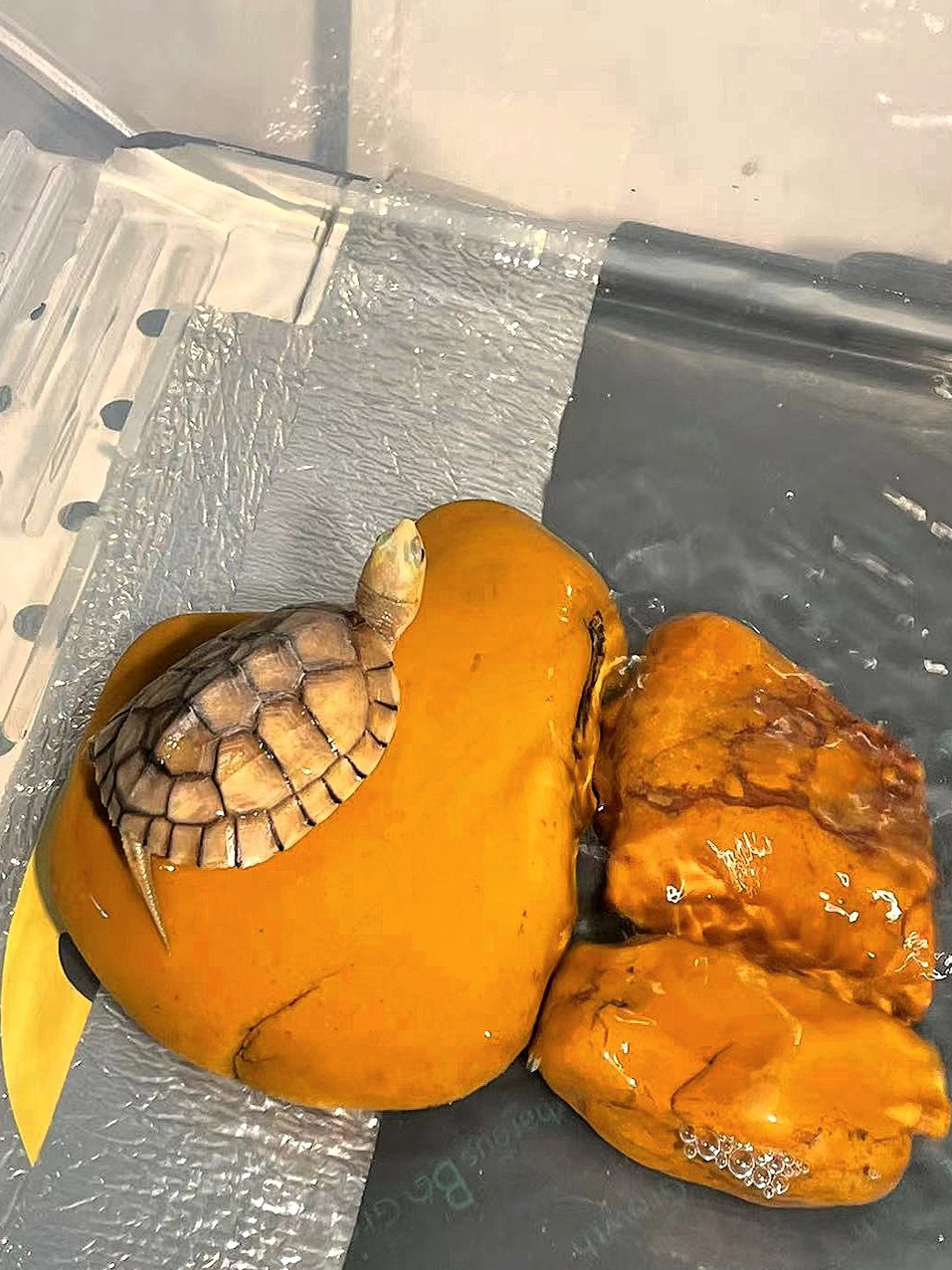 Doğal Sarı Balmumu Taşı Kaplum - Aquarium Fish Yellow incelemesi ve fiyatı