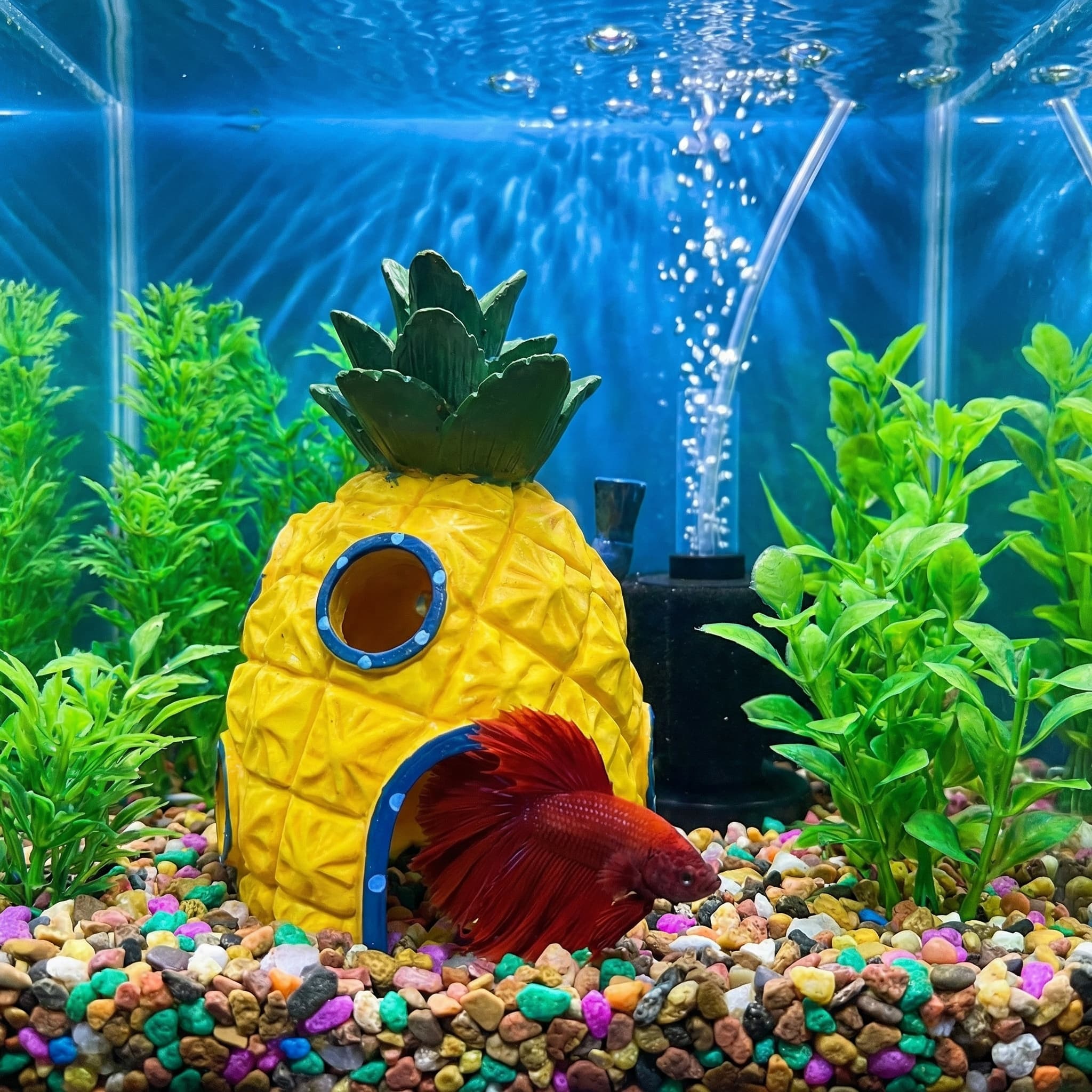 Ananas Evi Akvaryum Dekoru, Be - Aquarium Fish Hide incelemesi ve fiyatı